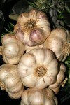 Transylvanian Garlic Bulbs - an Artichoke Variety