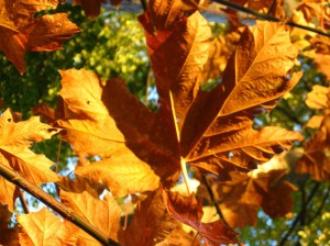 Maple leaf in fall