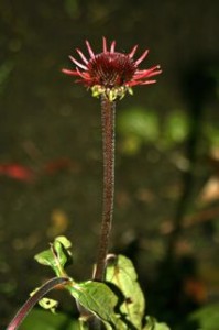 Echinacea