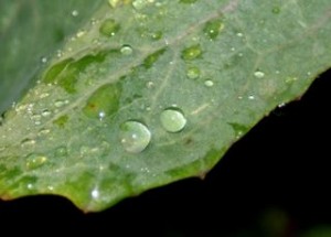 water droplet on a leaf