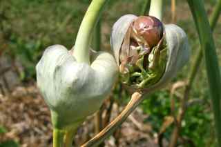 Juan de Fuca Wonder Garlic Bulbils