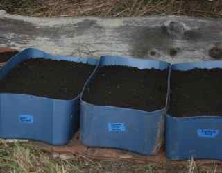 Garlic bulbils planted in tubs