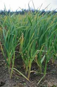 Garlic bulbils in field