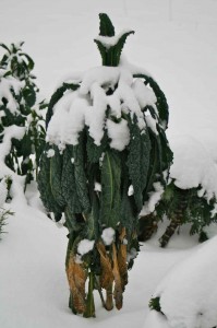 Kale in Snow
