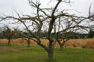 Pruned Apple Tree