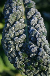 frosted kale leaf