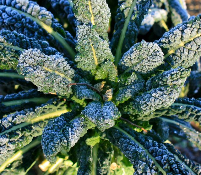 Lacinato Kale in winter - it survives everything (and so will you!)