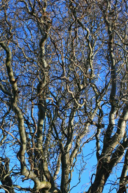 Not a reflection - it's the willow tree, reaching for the blue sky