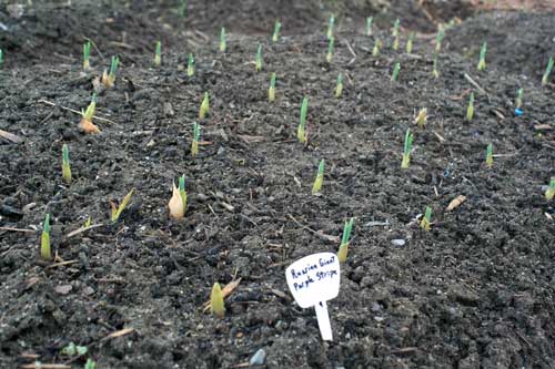 Russian Giant Garlic Sprouts