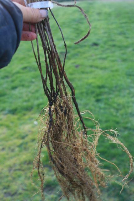 Bare-root Mock Orange Plants