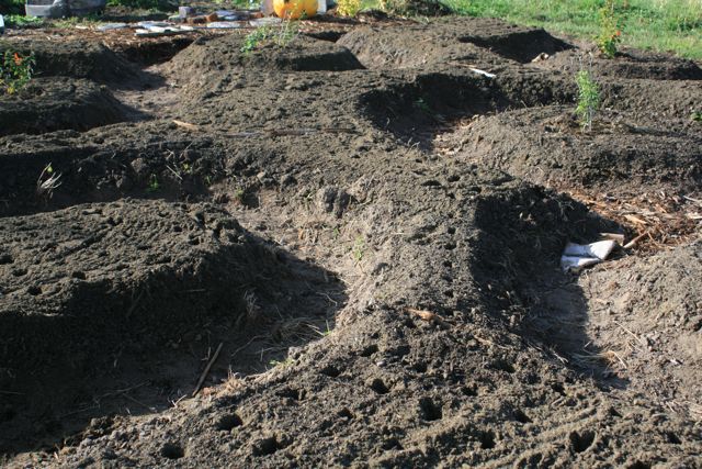 New garlic beds