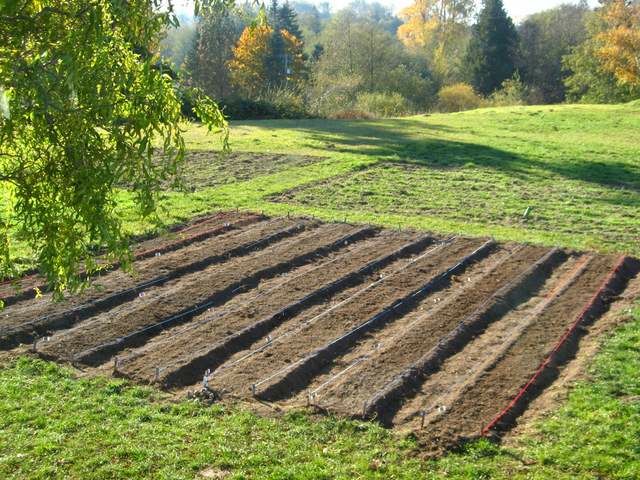 Garlic plot rotation