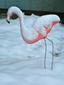 In case you doubted that I really have a pink flamingo in my back yard, this one wishes she were in Florida.