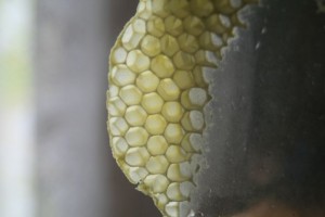 Honeybee comb on jar