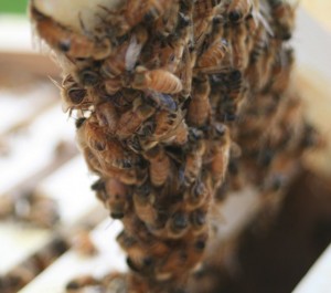 Clump of honeybees