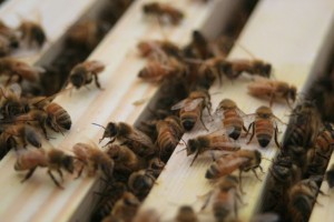 Bees on top bars of Warre Hive