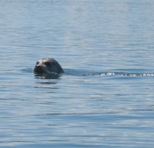 Curious seal