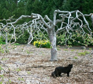 Gautschi-Pruned Apple Tree