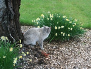 Cat and daffodils