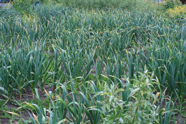 Garlic Maze on Memorial Day 2012