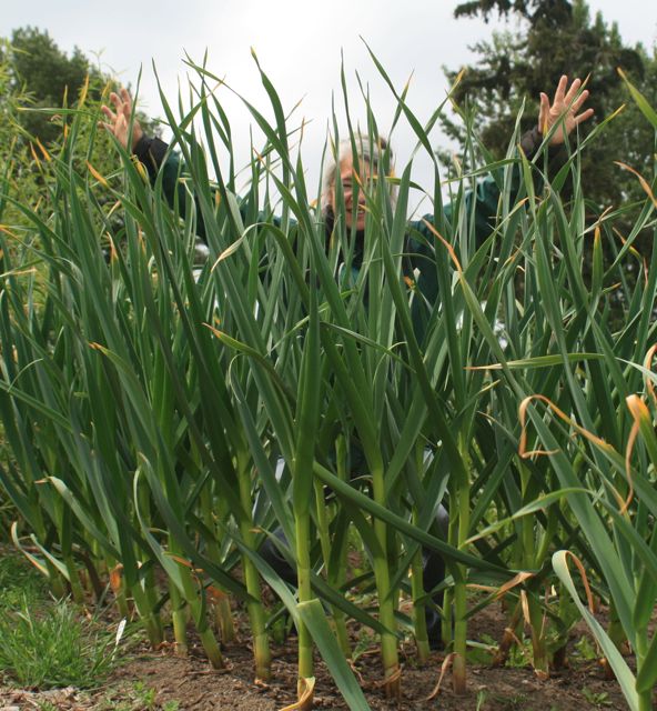 German Extra Hardy garlic plants