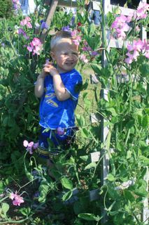 Secret garden entrance through the sweet peas (Barbolian Fields photo)