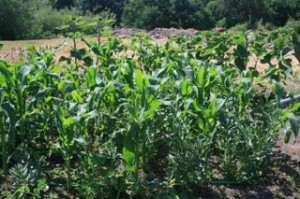 Corn outgrows favas; sunflowers keep up (Barbolian Fields photo)