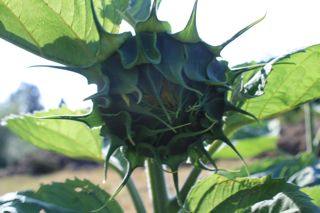 Emerging Sunflower (Barbolian Fields photo)