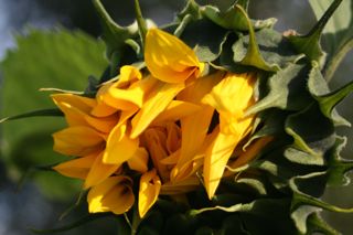 Opening sunflower - say "Ahhh!" (Barbolian Fields photo)