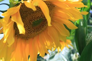 Glorious Gargantuan Sunflower (Barbolian Fields photo)