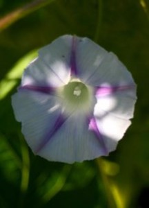 Any wonder why it is called morning glory? (Barbolian Fields photo)