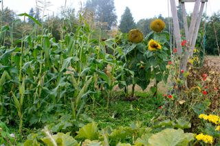 Late summer corn and sunflowers (Barbolian Fields photo)