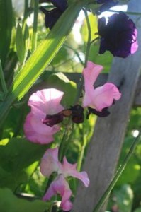 Sweet Peas from Renee's Garden Seeds (Barbolian Fields photo)