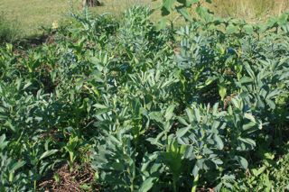 new corn transplants in favas at Barbolian Fields