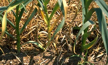 Garlic leaves affected by Fusarium; University of Minnesota Extension photo