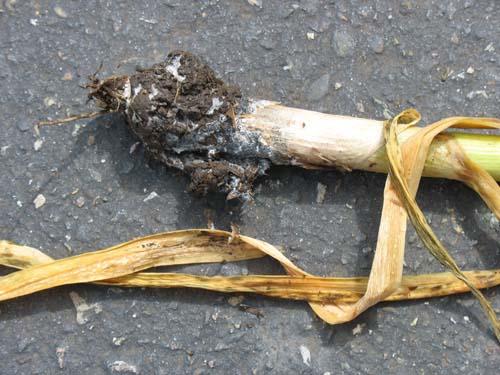 Garlic White Rot (Steve Renquist photo). You do NOT want this garlic problem!