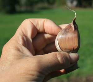 Seedstock garlic clove