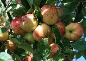 Apple cluster