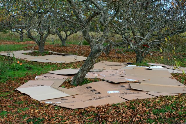 Cardboard mulch in orchard at Barbolian Fields