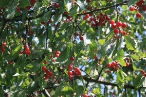 So many cherries!