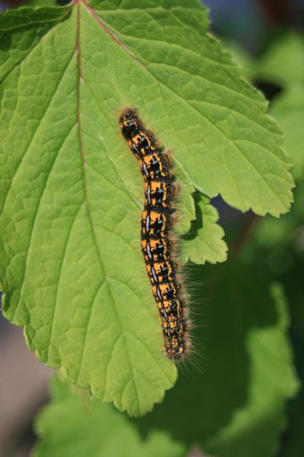 Caterpillar on currant leaf