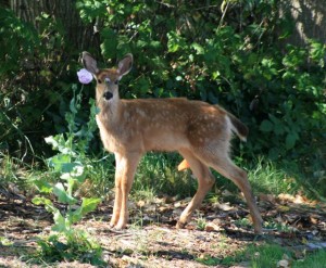 Young deer