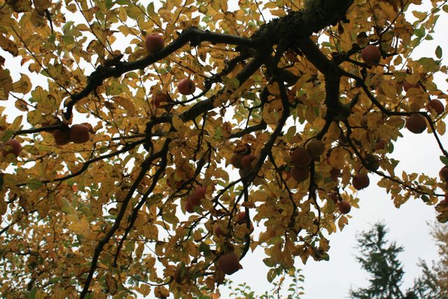 Fall apples