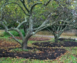 mulch around orchard trees