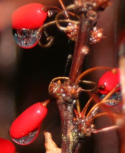 Reflections in a dewdrop