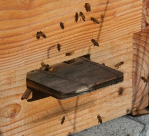Honeybees in December