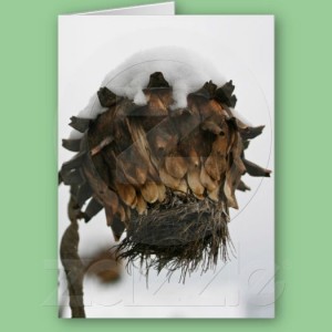 Cardoon in winter - from our garden - on a card