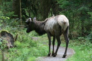 Elk in Path - photo by blythe