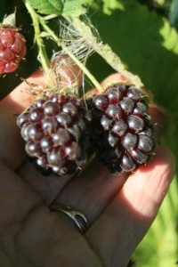 Marionberries