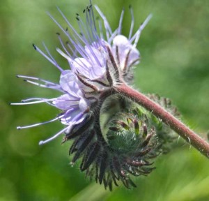 Phacelia - the ultimate honeybee plant